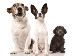 Three Dogs