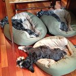 Three miniature schnauzers lying on dog beds after dog massage with Alana Stevenson, New Hampshire