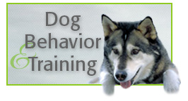 dog behavior consults with Alana Stevenson — husky malamute