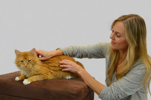 Animal Massage Therapy