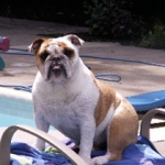 English Bulldog, fighting between dogs, guarding, Massachusetts — review testimonial for Alana Stevenson