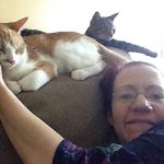 kitten biting, introducing kittens — Alana Stevenson review, Cambridge, Massachusetts