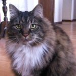 success with litter box, cat client review for Alana Stevenson, Massachusetts