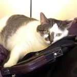 Pouncer the cat — testimonial for Alana Stevenson's cat behavior consult for litter box problems in Massachusetts