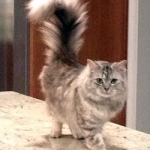 cat not using the litter box, Massachusetts — Alana Stevenson, client testimonial review