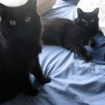 getting a cat more cuddly, two cats getting along, cats sleeping on the bed — Alana Stevenson review, Massachusetts
