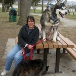 help for Malamute with aggression to family member with Alzheimer's — positive dog training review, Alana Stevenson, Massachusetts