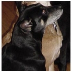 calming signals and positive training for older dog — New York, Alana Stevenson, review