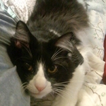 cat pooping outside the litter box, not drinking enough water — client testimonial for Alana Stevenson, review, Massachusetts