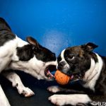 dog interactions at dog daycare — dog training with Alana Stevenson, training staff, Boston, Massachusetts, review