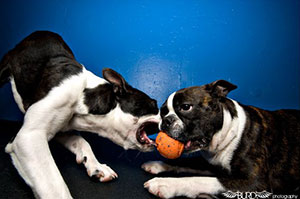 Two Boston Terriers at Pawstonian Daycare with owner Yee Wan's recommendation for Alana Stevenson’s dog training and behavior help in Boston, Massachusetts