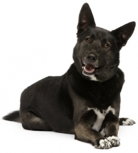 Private Dog Training