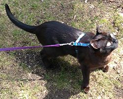 Burmese kitten on purple leash wearing blue harness after in-person kitten training with Alana Stevenson