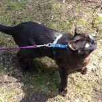 help for training Burmese kitten and biting, Alana Stevenson review — Brookline, Massachusetts