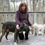 dog training help for conflict between dogs and positive training for Boxer, pulling on leash, coming, and jumping behavior — review for Alana Stevenson, Lincoln, Massachusetts