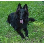 Belgian Sheepdog resource guarding — positive dog training review, Alana Stevenson, New York