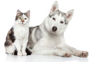 Alana Stevenson Animal Massage Therapy