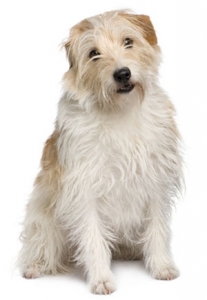 Alana Stevenson Dog Training Basic Manners