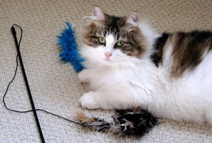 Animal Behavior - Cats