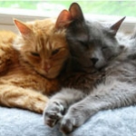 redirected aggression between cats, one cat attacking the other in Medford, Massachusetts — Alana Stevenson client testimonial