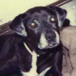 Candi, mixed-breed, rescued from abusive home — positive dog training review for Alana Stevenson, New York