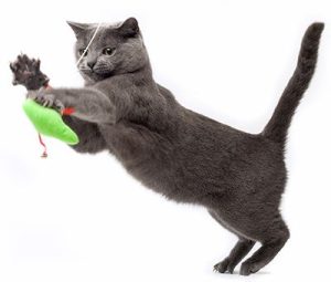 cat and kitten training by Alana Stevenson, cat behaviorist — grey kitten playing with green toy