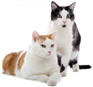 Alana Stevenson Cat Training