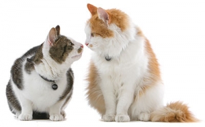 Alana Stevenson Cat Behavior Consulta