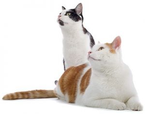 Alana Stevenson Cat Training