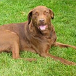 rescued Chesapeake Bay Retriever — positive dog training classes with Alana Stevenson — New York, review