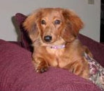 positive dog training for Dachshund, group classes and private lessons — Alana Stevenson, client review, New York