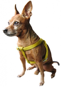 Alana Stevenson - Tiny Fiesty Fido Class
