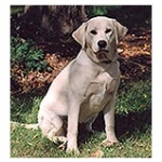 yellow Labrador puppy — positive training for play biting and jumping on people, New York, Alana Stevenson client review