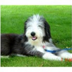 positive training for Old English Sheepdog, New York — dog training, Alana Stevenson review