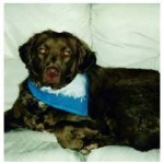 treatment for aggression from Chesapeake Bay Retriever — resource guarding, food guarding, client review for Alana Stevenson, New York