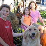 positive dog training for young Golden Retriever — help for counter-surfing, jumping on kids, and pulling on leash — Alana Stevenson client review, New York