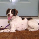 positive dog training for Brittany Spaniel, New York — Alana Stevenson client review
