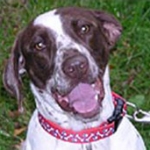 English Pointer, positive dog training with Alana Stevenson, New York — review