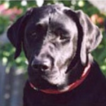 positive dog training for black lab puppy — biting, jumping and chewing behavior — New York, Alana Stevenson review