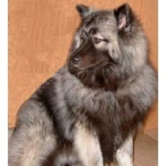 positive dog training classes for Keeshond puppy — review for Alana Stevenson, New York