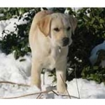 yellow labrador puppy — training for chewing, biting, jumping, and housetraining, New York, training review for Alana Stevenson
