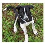 rescued mixed breed puppy — positive dog training classes, New York, Alana Stevenson, review