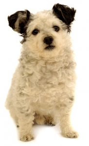 Alana Stevenosn Dog Training Classes