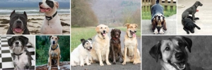 Alana Stevenson Dog Training