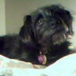 adopted dog with fearful aggression of men and strangers — positive dog training, Alana Stevenson client review, New York