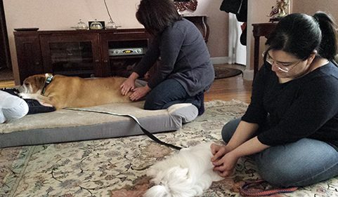 Alana Stevenson's clients massaging their two dogs, an English Bulldog and a Maltese, Massachusetts
