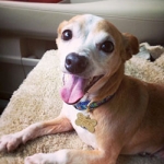 8 year old rescued Chihuahua from Tennessee with fear-based issues — help for socialization, Alana Stevenson client review, Massachusetts
