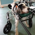 16 year old English Setter who benefitted by massage therapy from Alana Stevenson, Boston, Massachusetts