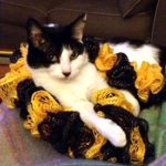 cats urinating and marking outside of the litter box, Massachusetts — testimonial for Alana Stevenson
