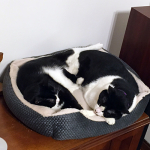 cats getting along after conflict, alana stevenson testimonial, Massachusetts